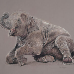 Baby Elephant