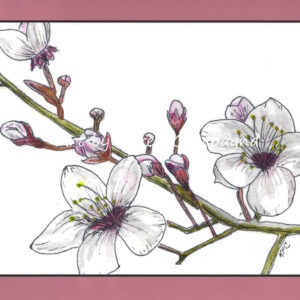 Cherry Blossoms