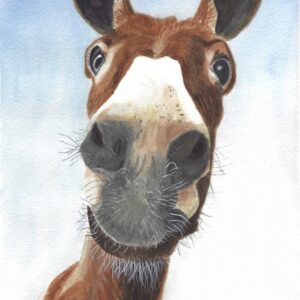 Donkey
