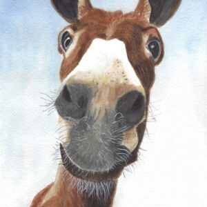 Donkey