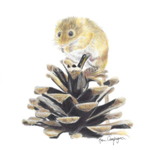 Mouse on pinecone