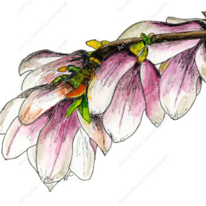 Magnolia 1