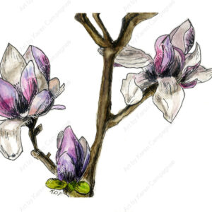 Magnolia 2