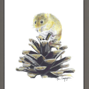Mouse on pinecone