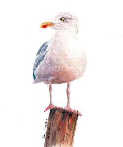 Seagull