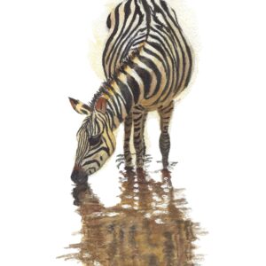 Reflections