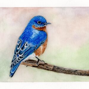 Blue Bird