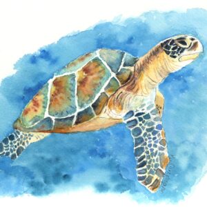 Sea Turtle