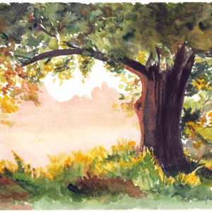 Sunlit Tree
