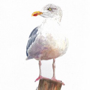 Seagull